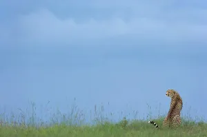 East Africa Prints: Young Cheetah 6 months old in savana Masai Mara Kenya