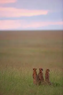 East Africa Prints: Young Cheetahs 14 months old in savanna Masai Mara Kenya