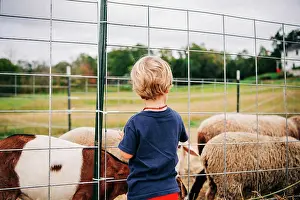Pasture Prints: A young child observes goats and sheep through a fence on a farm