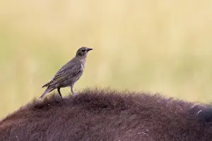 Afrasia Prints: Young Common Starling on the back of American Bison