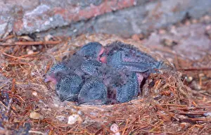 Actions Prints: Young Common Swift chicks at nest