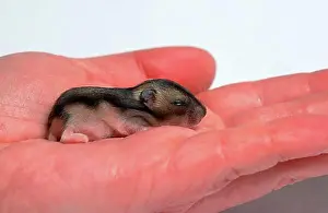 Studio Shots Prints: Young Dwarf Hamster, 7 days, Siberian Hamster (Phodopus sungorus), Russian Hamster