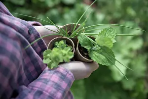 Life Events Prints: A young female gardener works in her allotment