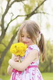 8 9 Years Prints: Young Girl Holding Bunch Of Dandelion Flowers; Toronto, Ontario, Canada