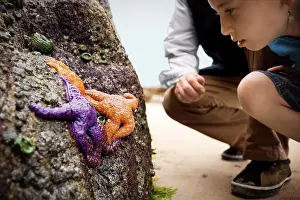 Out Door Prints: Young girl and a man on a beach bend over to look at colourful starfish on the side of a rock