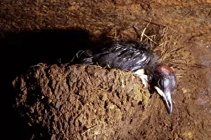 Caves Prints: Young Grey-necked Picathartes at nest South Cameroon