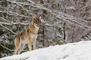 Young Animals Prints: A young grey wolf (Canis lupus lupus) stands on a sloping