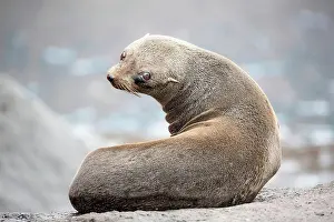 Guadalupe Prints: This young Guadalupe Fur Seal (Arctocephalus townsendi) on a beach; Guadalupe Island