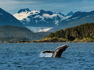 Animal Wildlife Prints: Young Humpback Whale (Megaptera novaeangliae) calf breaches in Chatham Strait