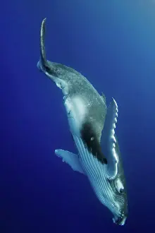 Calf Prints: A young humpback whale (Megaptera novaengliae), Toku, Vava'u, Tonga