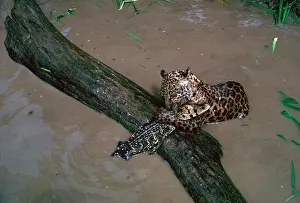 2 Animals Prints: Young jaguar attacks a caiman in the Amazon River