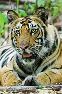 Umaria Prints: Young male Bengal tiger cub (Panthera tigris tigris) resting in a forest