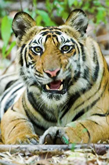 Umaria Prints: Young male Bengal tiger (Panthera tigris tigris) resting in a forest