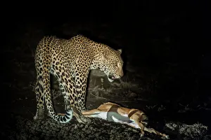 Felidae Prints: Young male Leopard (Panthera pardus) playing with kill after successfully hunting a young Impala at night