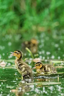 Chick Prints: A young mallard duckling jumping to catch a bug