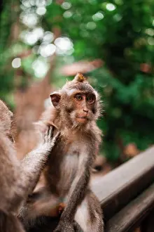 Relaxed Prints: Two young monkeys grooming each other
