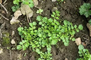 Annual Prints: Young plants of hairy bittercress, Cardamine hirsuta, on soil