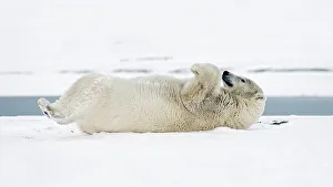 Scratching Prints: A young polar bear (Ursus maritimus) boar rolls around in the snow to either clean its coat or scratch its back