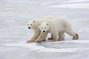 2 Animals Prints: Two young Polar Bears (Ursus maritimus) walking in step over the ice