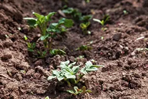 Essen Prints: Young potato on soil cover. plant close-up Young potato on soil cover