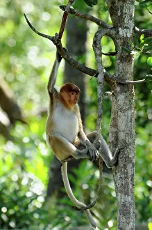 Afrasia Prints: Young Proboscis Monkey hanging from a branch Sabah