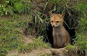 Young Animals Prints: Young red fox (Vulpes vulpes), fox den, Lower Austria