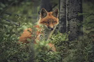 Yukon Prints: A young red fox (Vulpus vulpus) in the forest. Yukon Territory, Canada