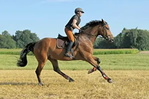Equidae Prints: Young rider wearing a body protector on a spirited Holstein horse galloping in a stubble field