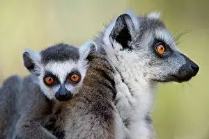 Hairy Prints: Young Ring-Tailed lemur (Lemur catta) on mother back, Isalo National Park, Madagascar