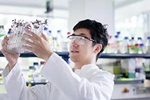 Concentrate Prints: young scientist male chinese working in laboratory