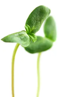 Tender Prints: Young sprouts of sunflower plant isolated on white background