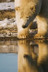 North Slope Borough Prints: A young tagged polar bear (Ursus maritimus) boar along a barrier island during Fall freeze up