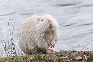 Juveniles Prints: Young white albino nutria (Myocastor coypus) preening itself