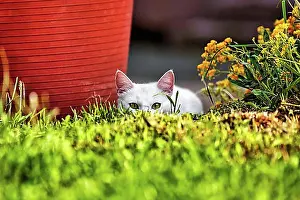 Exterior Photograph Prints: Young white male felidae (Felis silvestris catus) hiding in the garden