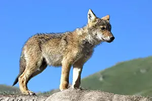 Young Animals Prints: Young wolf, Kol Suu Lake, Naryn Province, Kyrgyzstan, Asia