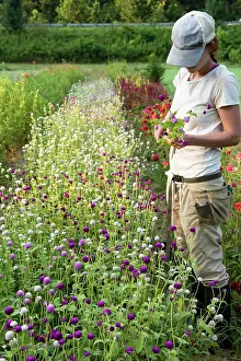 Manual Prints: Young woman with blue hat cuts flowers in flower field