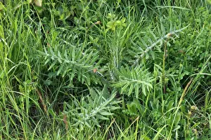 Chalk Prints: Young woolly thistle plant, Cirsium eriophorum, on a downland bank, Berkshire, UK, May