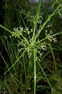 Grasses Prints: ZAF, 2010: Mat Sedge, Umbrella Sedge (Cyperus textilis), flowering