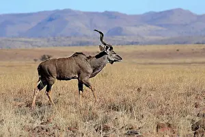 Antelope Prints: Zambezi greater kudu (Strepsiceros zambesiensis)
