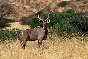 Antelope Prints: Zambezi greater kudu (Strepsiceros zambesiensis)