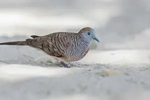 East Africa Prints: Zebra dove (Geopelia striata), Seychelles, Africa