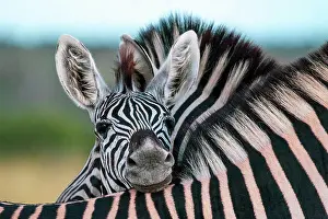 Wildlife Conservation Prints: A zebra foal, Equus quagga, rests its head on the back of another zebra