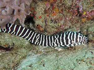 Natural Preserve Prints: Zebra moray (Gymnomuraena zebra)