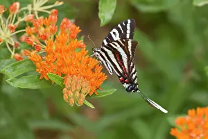 Zebra Swallowtail (Eurytides marcellus) on Butterfly Milkweed (Asclepias tuberosa) Reynolds, Missouri, USA