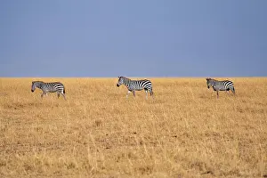 Animal Prints: Zebras (Equus quagga) in the grasslands of the Maasai Mara, Kenya, East Africa, Africa