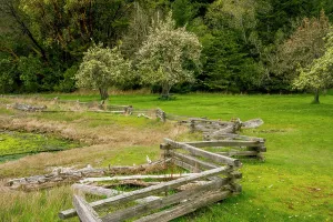 2023 Prints: A zigzag split rail fence and flowering apple trees at the English Camp