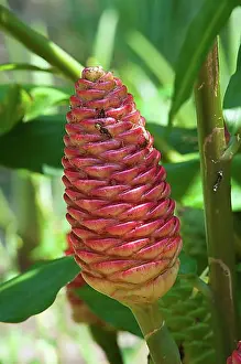 Brazil Prints: Zingiber zerumbet or shampoo ginger