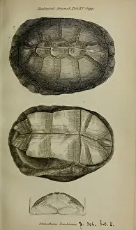 Flexibility Prints: The Zoological Journal, London, W