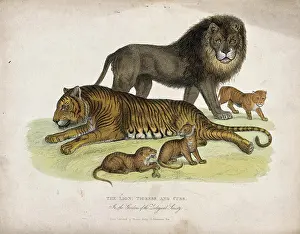 Society Prints: Zoological Society of London: a lion, a tigress and cubs. Coloured etching by L.W. Cook