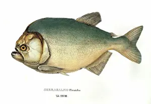 1829 Prints: zoology animal fish characidae piranha (piranha serrasalmo)